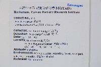 碗蕨藏品圖，第2張