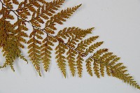 碗蕨藏品圖，第3張