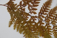 碗蕨藏品圖，第4張