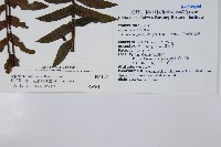 樸氏雙蓋蕨、毛柄蹄蓋蕨藏品圖，第2張