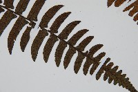 樸氏雙蓋蕨、毛柄蹄蓋蕨藏品圖，第3張