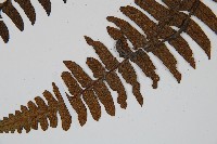 樸氏雙蓋蕨、毛柄蹄蓋蕨藏品圖，第4張