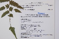 奄美短腸蕨藏品圖，第2張