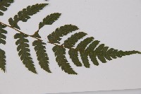 奄美短腸蕨藏品圖，第3張