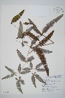 蔓芒萁藏品圖，第1張