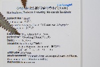 蔓芒萁藏品圖，第2張