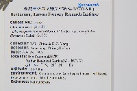 蔓芒萁藏品圖，第2張