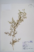 過山龍藏品圖，第1張