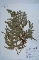 細葉複葉耳蕨藏品圖，第1張