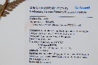細葉複葉耳蕨藏品圖，第2張
