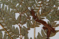 細葉複葉耳蕨藏品圖，第3張