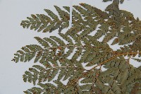 細葉複葉耳蕨藏品圖，第5張