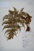 長葉鱗毛蕨藏品圖，第1張