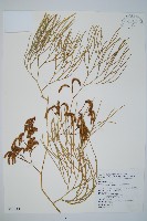 木賊葉石松藏品圖，第1張