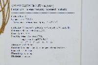 木賊葉石松藏品圖，第2張