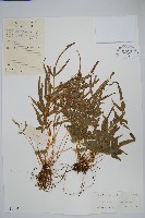 鳳尾蕨藏品圖，第1張