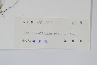 鳳尾蕨藏品圖，第2張