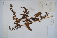 菜蕨藏品圖，第1張