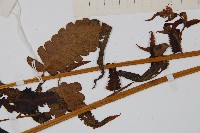 菜蕨藏品圖，第3張