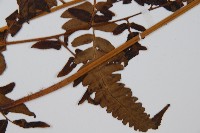 菜蕨藏品圖，第4張