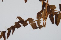 菜蕨藏品圖，第5張