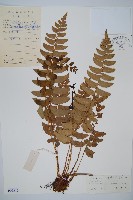 鐮羽貫眾藏品圖，第1張