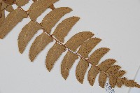 鐮羽貫眾藏品圖，第3張