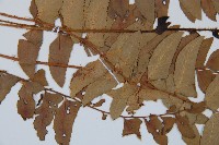 鐮羽貫眾藏品圖，第4張