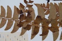 鐮羽貫眾藏品圖，第5張