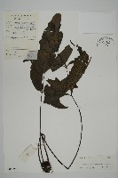 燕尾三叉蕨藏品圖，第1張