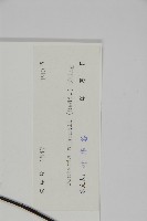 燕尾三叉蕨藏品圖，第2張