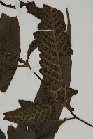 燕尾三叉蕨藏品圖，第3張