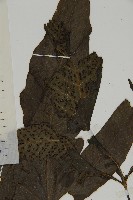 燕尾三叉蕨藏品圖，第4張