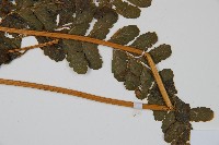 長托鱗蓋蕨藏品圖，第3張