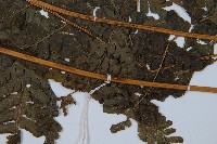 長托鱗蓋蕨藏品圖，第4張