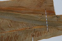 登錄號:P005322藏品圖，第3張