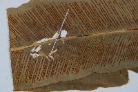 登錄號:P005322藏品圖，第4張