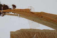 登錄號:P005322藏品圖，第5張