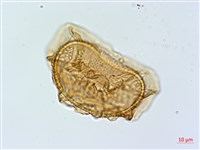 登錄號:P005322藏品圖，第2張