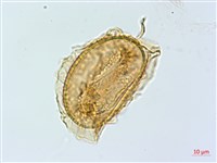 登錄號:P005322藏品圖，第3張