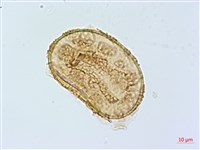 登錄號:P005322藏品圖，第4張