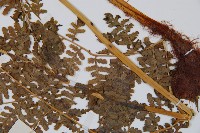 貴州軸果蕨藏品圖，第3張