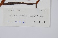 蘇鐵蕨藏品圖，第2張