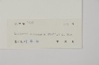 陰地三叉蕨藏品圖，第2張