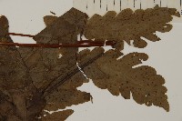 陰地三叉蕨藏品圖，第3張