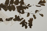 半月形鐵線蕨藏品圖，第3張