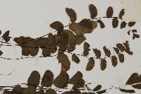 半月形鐵線蕨藏品圖，第4張