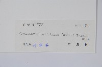 寬羽毛蕨藏品圖，第2張