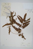 曲軸海金沙藏品圖，第1張