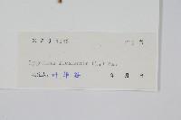 曲軸海金沙藏品圖，第2張